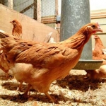 Ayam betulan... bukan ayam kampus.... foto: mirror.co.uk