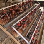 Kandang ayam petelur milik Moh. Kasrip dari program Gayatri Pemkab Bojonegoro.
