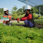 Area pembibitan tanaman Kaliandra di Kawasan Griyo Winih Ecopark Kambang Semi lahan pascatambang tanah liat SIG di Pabrik Tuban, Jawa Timur. Foto: Ist.