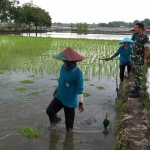 Jajaran TNI mendampingi tanam padi para petani di Kecamatan Sekaran Lamongan. 