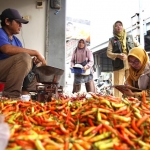 Petugas saat mengawasi dan mengontrol cabai yang yang baru di panen. (Ist). 
