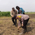 Forkopimka Krembung saat menanam bibit jagung.
