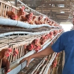 Mulyani saat berada di kandang ayam miliknya. Foto: Ist