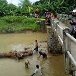 Warga Dukuh Cangkring, desa Sumberringin sedang lakukan pembersihan batang pohon kayu di bawah jembatan dam Cangkring. foto: herman/ bangsaonline.com