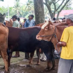 Suasana salah satu pasar hewan di Bojonegoro.