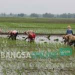 Petani di Desa Sendang, Kecamatan Senori Tuban saat tanam padi. foto: suwandi/ BANGSAONLINE
