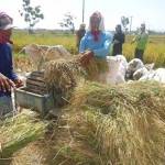 Para petani di wilayah bantaran Sungai Bengawan Solo Bojonegoro sedang panen padi. foto: eky nurhadi/ BANGSAONLINE