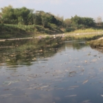 Sungai Bengawan Solo tampak airnya menghitam.