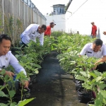 Kalapas Pemuda Madiun bersama jajarannya saat memanen terong.