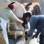 Petugas dari DPKPP Kota Probolinggo saat meninjau hewan ternak.