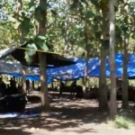 Tampak terpal biru dipasang di tengah hutan jati Kecamatan Bangorejo.