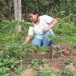 Suyatmi warga desa Kuwiran Kabupaten Madiun, dengan telaten merawat tanaman porang miliknya.