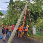 Para petugas PLN Batu membenahi kabel yang tertimpa pohon akasia yang tumbang akibat diterpa angin kencang, Sabtu (26/9/2020). foto: Agus Salimullah/ BANGSAONLINE