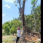 Hj Endang Surjasri, Kepala Disparpora Pacitan saat berada di dekat pohon misterius. foto: YUNIARDI S/ BANGSAONLINE