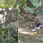 Monyet ekor panjang yang masuk ke permukiman warga di Dusun Tegal Bago, Desa Arjasa, Kecamatan Arjasa, Jember.