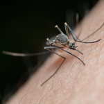 Ilustrasi gangguan nyamuk di musim hujan