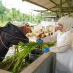 Khofifah saat meninjau salah satu peternakan di Pasuruan. (ist)