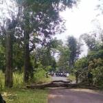 aksi penebangan pohon diduga untuk kebutuhan biaya lebaran oknum. foto:bambang/sulistiawan/BANGSAONLINE
