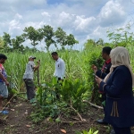 Perwakilan Kantah Pasuruan saat meninjau lokasi sengketa di Desa Sanganom, Kecamatan Nguling, Pasuruan. Foto: Ist.