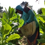 Seorang petani di Sumenep saat menyiram tanaman tembakau (dok. Ist)