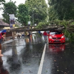 Sebuah pohon ambruk menimpa mobil Honda Brio di depan Kantor RRI Jember, Jalan Nasional III, Kecamatan Sumbersari, Jumat (13/12/2019) siang.