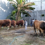 Sebanyak 234 ekor sapi dan 162 kambing kurban DPD LDII Gresik pada Hari Raya Idul Adha 1441 H. foto: SYUHUD/ BANGSAONLINE