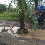 Jalan di Senori yang rusak parah ditanami pisang dan tebu oleh warga. foto: AHMAD/ BANGSAONLINE