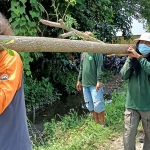 Heri Deka (topi putih) dan kawan-kawan saat mengangkat pohon trembesi untuk ditanam di lokasi sumber air. (foto: MUJI HARJITA/ BANGSAONLINE)