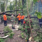 Anggota TNI bersama BPBD sedang membersihkan pohon tumbang.