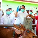 Pj. Gubernur Jatim, Adhy Karyono saat melakukan pemantauan di salah satu ternak milik warga. Foto: Ist.