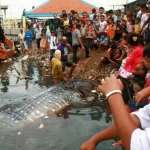 Hiu Tutul yang ditemukan jadi tontonan warga Kroman dan sekitarnya. foto: SYUHUD/ BANGSAONLINE