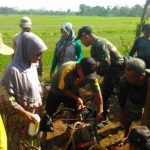 Kegiatan pengendalian hama wereng di Desa Kuniran didampingi Babinsa setempat.