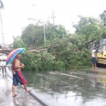 Pohon yang tumbang sebelum dievakuasi. Foto: SOFFAN/BANGSAONLINE