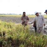 Mentan RI, Andi Amran Sulaiman (dua dari kanan), bersama Bupati Gresik, Fandi Akhmad Yani, melihat padi yang sudah siap panen di Desa Sirnoboyo, Kecamatan Benjeng. Foto: Ist.