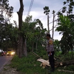 Polisi saat di lokasi kejadian di Jalan Raya Desa Karangsemanding, Rabu (13/3/2024). Foto: Dok. Polsek Balung.