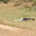 Tangkapan layar video yang menunjukkan penemuan mayat di Desa Rapa Daya, Omben.