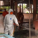 Satgas PMK BPBD Jatim saat menyemprotkan disinfektan ke kandang ternak.