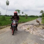 Pengendara harus ekstra hati-hati, apalagi jika melintas pada malam hari. Sebab jalan tersebut minim penerangan. foto: SUWANDI/ BANGSAONLINE