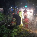Petugas BPBD Kota Malang saat mengevakuasi pohon tumbang.