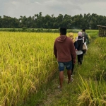 Hamparan tanaman padi siap panen di Kediri.