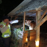 Polisi saat melakukan olah TKP di kandang sapi warga