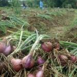 Bawang yang dipanen oleh petani. foto: eky nur hadi/BangsaOnline