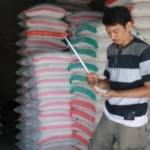 Salah seorang agen beras di Pasar Tuban sedang memeriksa kualitas beras. (Suwandi/BangsaOnline.com)