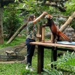 Pengunjung Jatim Park 2 saat bermain dengan salah satu satwa.