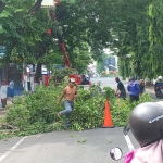 DLH Kota Mojokerto melakukan pemotongan dahan dahan maupun ranting besar pohon di Jalan Raya Majapahit