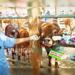 Petugas menunjukkan label "Sehat dan Layak" untuk sapi-sapi yang dijual di Pasar Hewan Wlingi, Blitar.