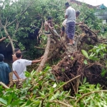 Tampak aparat dibantu warga setempat bergotong royong memotong dan menyingkirkan pohon yang menimpa salah satu rumah.
