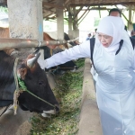 Gubernur Khofifah saat meninjau stok hewan kurban di Koperasi Ternak Gunungrejo Makmur, Desa Gunungrejo, Kecamatan Kedungpring, Kabupaten Lamongan, Minggu (24/5/2026).