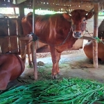 Salah satu sapi yang sedang di kandang. Foto: BANGSAONLINE