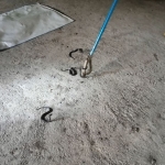  Petugas Damkar Gresik saat evakuasi 14 anakan kobra. foto: ist.